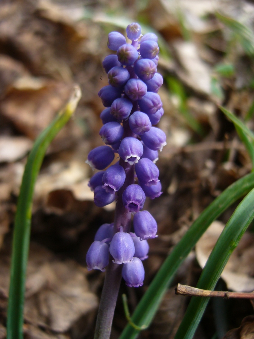 Muscari neglectum o Muscari kerneri ?